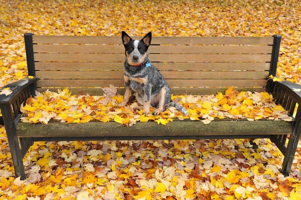 Dog on a bench around autumn leaves