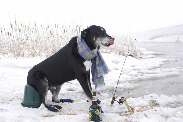 A dog in a scarf on a winter fishing trip