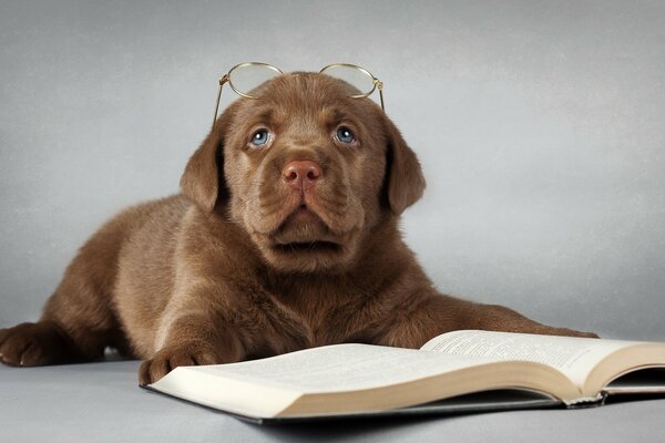 A labrador dog with glasses near a book