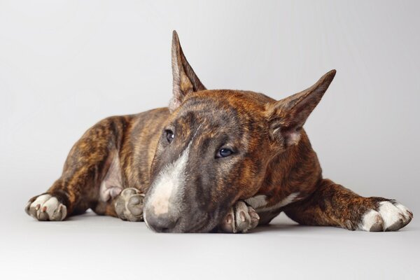 Bullterrier. Der Hund ist ein Freund des Menschen