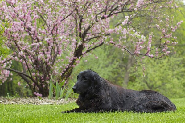 A straight-haired retriever is lying on the lawn at Sakura