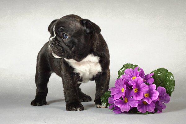 Cachorro de Bulldog francés y flores