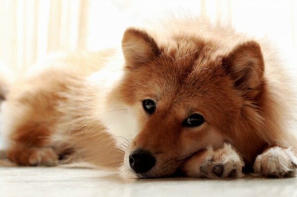 A red dog that looks like a fox