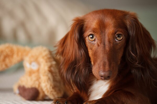 Mignon chien museau avec jouet