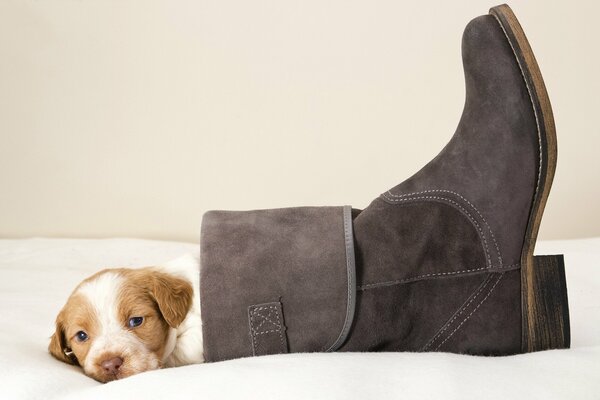 Chiot au repos dans la chaussure de la maîtresse