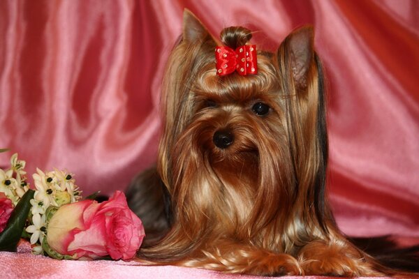 Beautiful dog with a bow on a pink background