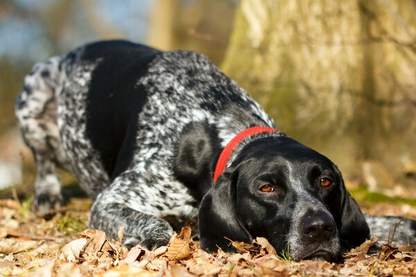 Dog on the background of fallen leaves