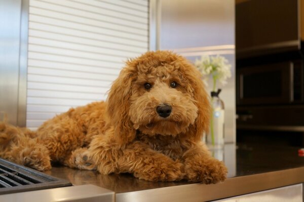 A brown dog with a kind look