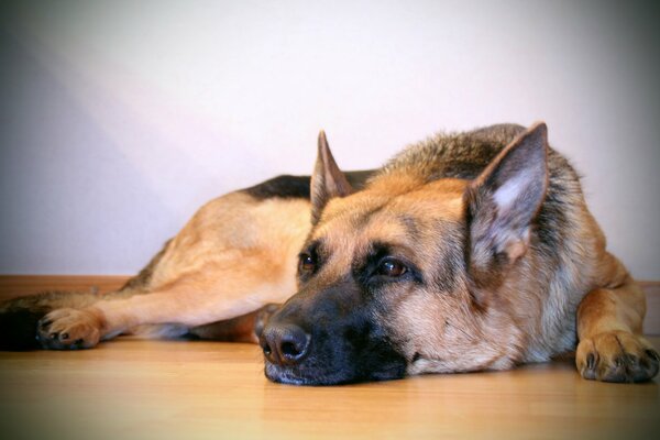 German Shepherd lies sad