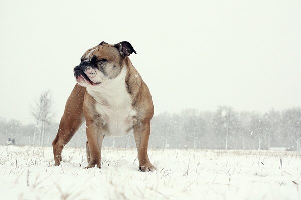 Bulldog Inglés duro en invierno