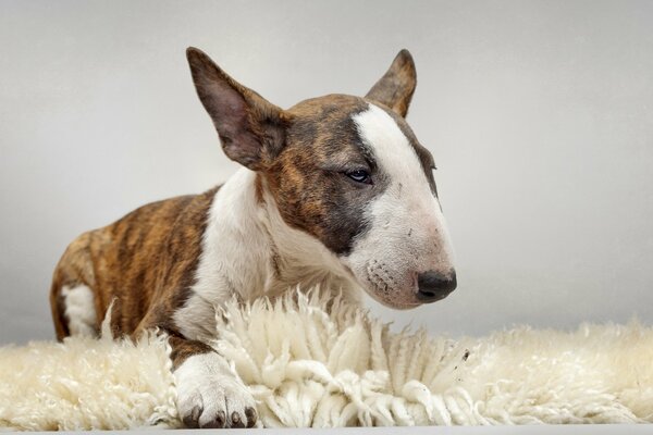 Bull Terrier la raza de perro más hermosa