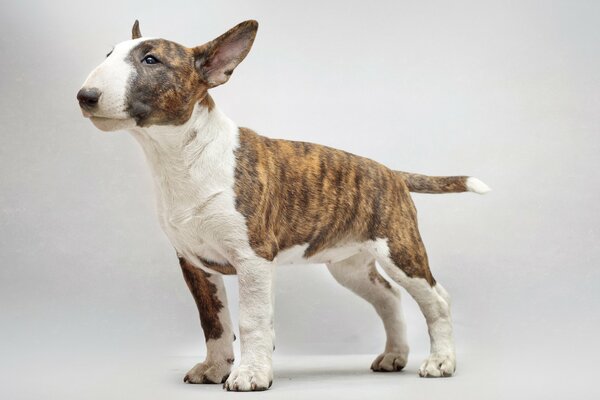 Imagen de un Bull Terrier de cuerpo entero