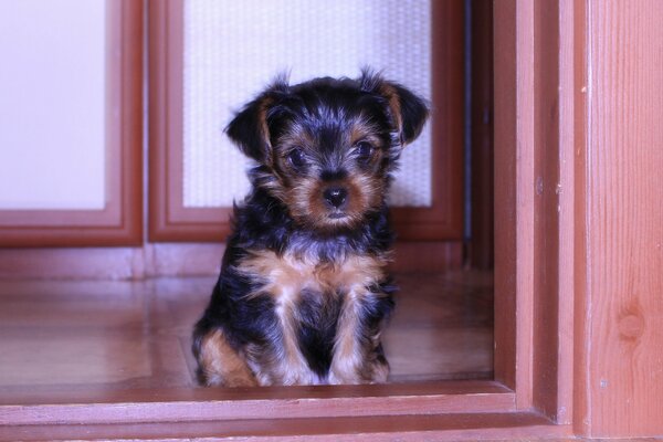 A little shaggy puppy is sitting near the door