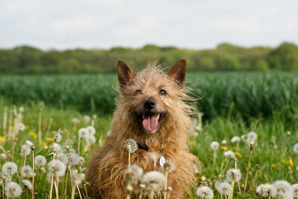 Campo verano dientes de León perro alegre