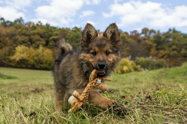 The puppy carries a stick