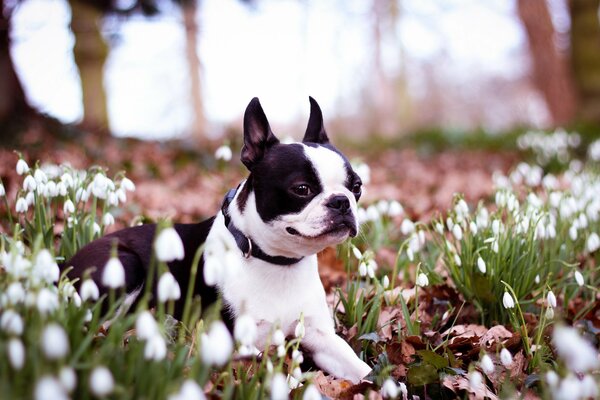 Joli chien parmi les perce-neige. Humeur printanière