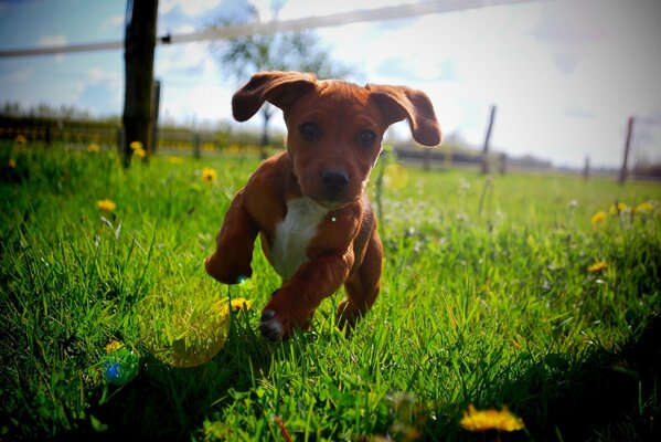 A puppy runs across the lawn under the sun