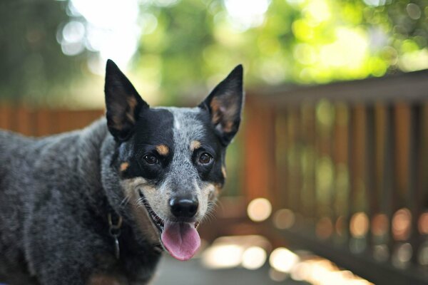 Der Hund schaut mit seiner Zunge in die Kamera