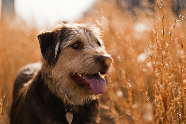 Un cane in un campo in estate guarda in lontananza