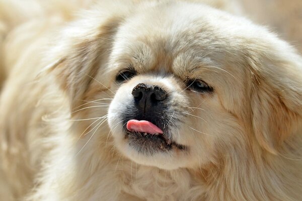 A dog with a narrowed gaze and a protruding tongue