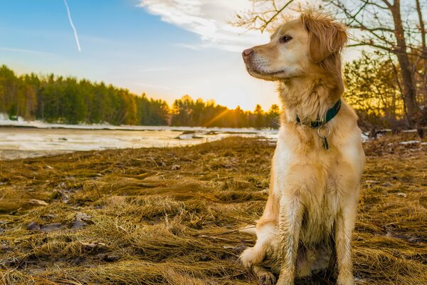 Golden Retriever assis sur l herbe jaunie