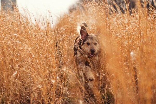 Der beste Spaziergang im Sommer