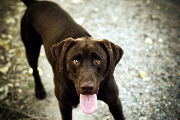 Il cane è il migliore amico dell uomo