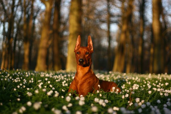 Hermoso perro en un claro de flores