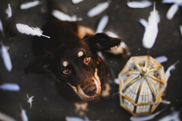 Regard de chien sur fond de plumes volantes