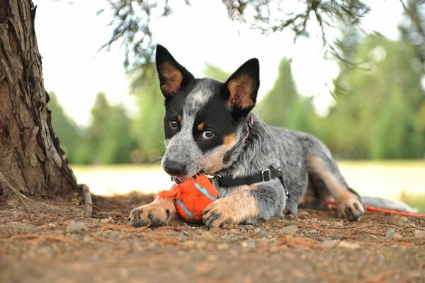 Un perro juega con una pelota cerca de un árbol