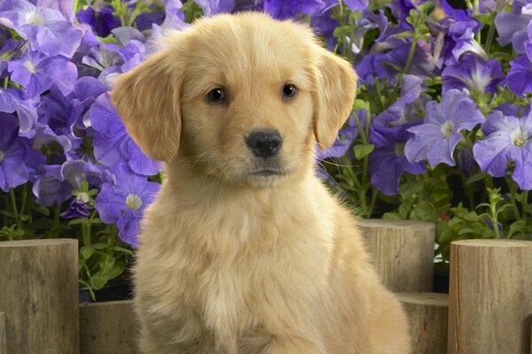 Cachorro de Labrador en flores