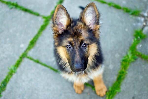 Deutscher Schäferhund Welpen, Ansicht von oben