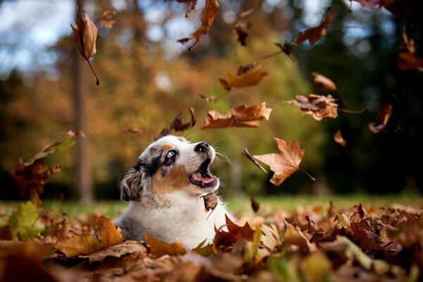 A puppy and the first autumn in his life