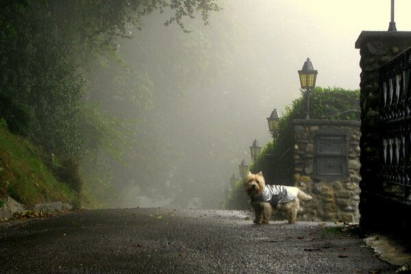 Cane sulla strada al mattino nebbioso