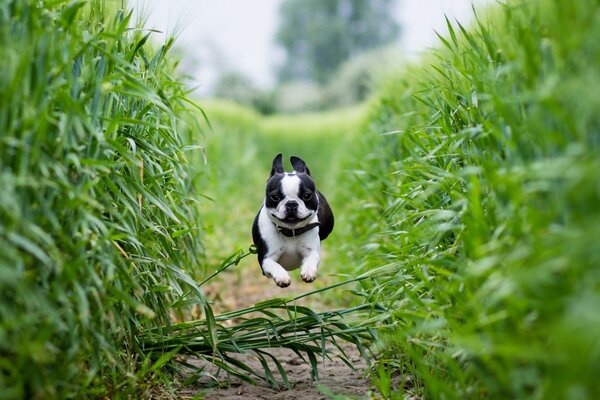 Beautiful running of the Boston Terrier on the field and path