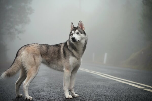 Bel husky siberiano sulla strada nebbiosa