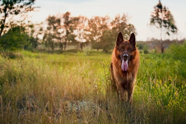 Deutscher Schäferhund mit ausgestreckter Zunge im Feld