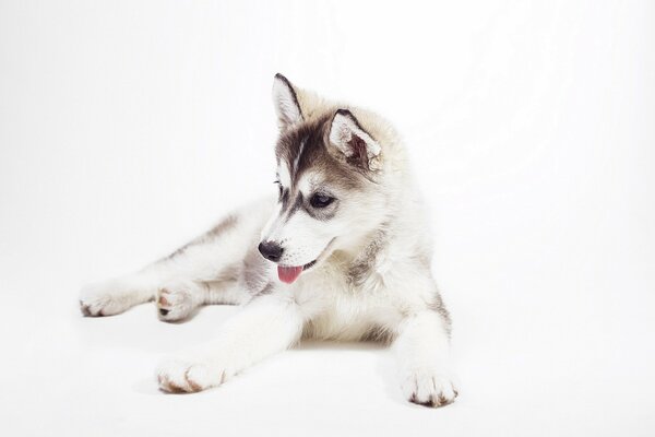 Siberian Husky liegt auf weißem Hintergrund