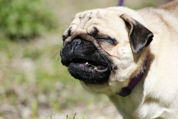 Mops mit Grimasse im Gesicht