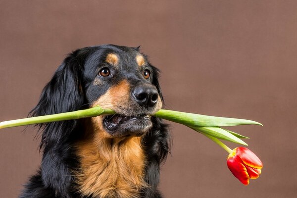 Der Hund trägt eine rote Tulpe in den Zähnen