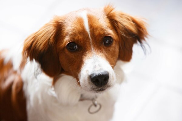 Faccia di cane con occhi adorabili