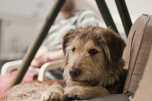 Il cane vive a casa o forse per strada