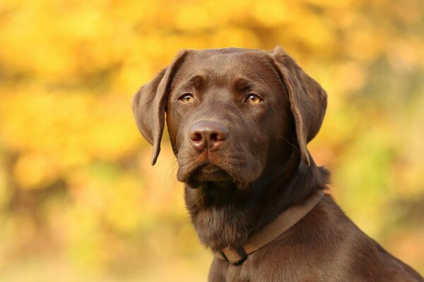 Der Kopf eines schönen Hundes im Halsband