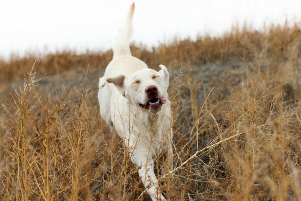 The dog is free to frolic in nature