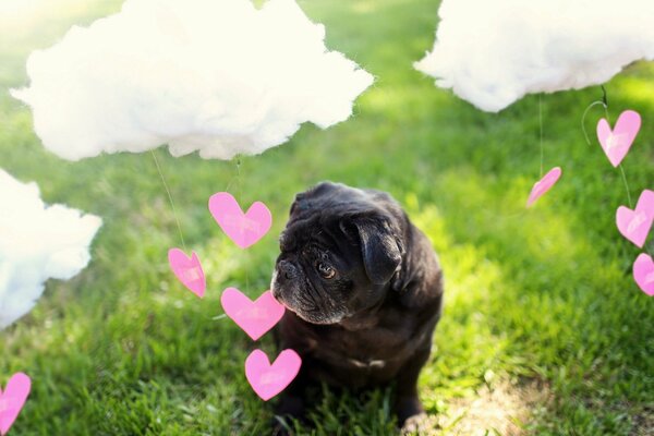 Pug on the background of clouds and hearts