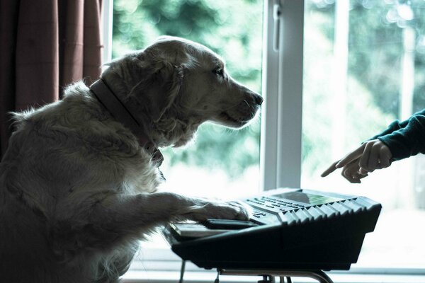 A dog playing a synthesizer. The dog is a musician