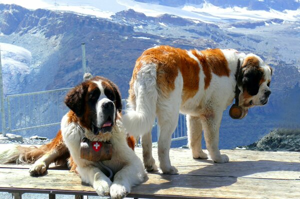 Deux serbernar sur fond de montagnes