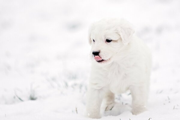 Chiot sur fond de neige