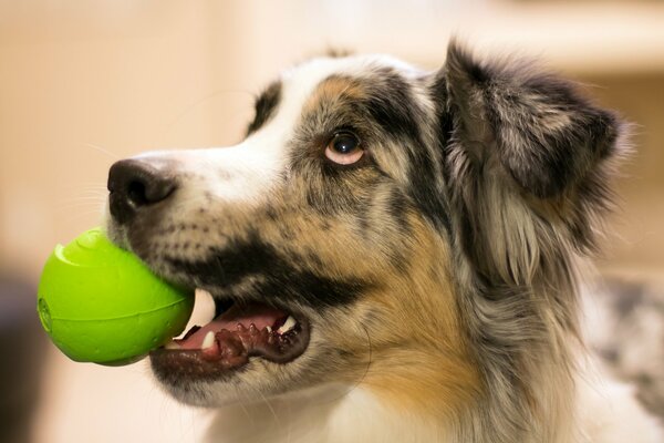 Chien regarde le propriétaire, tenant une balle dans les dents