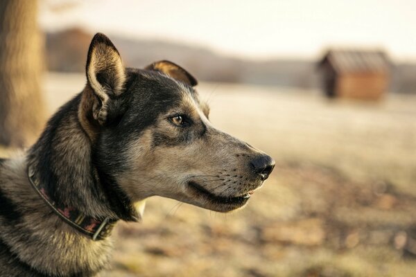 A faithful dog looking into the distance is a friend of man